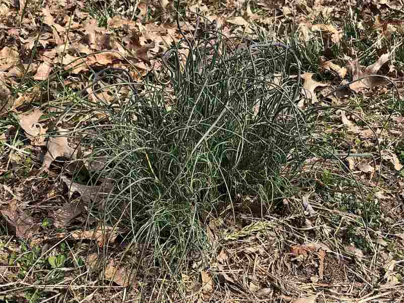 Onion grass in fall