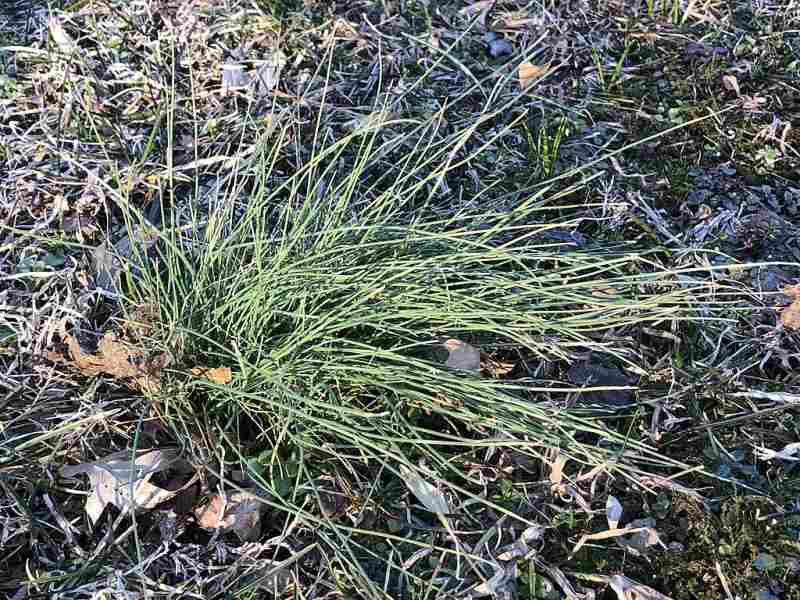 Onion grass in lawn
