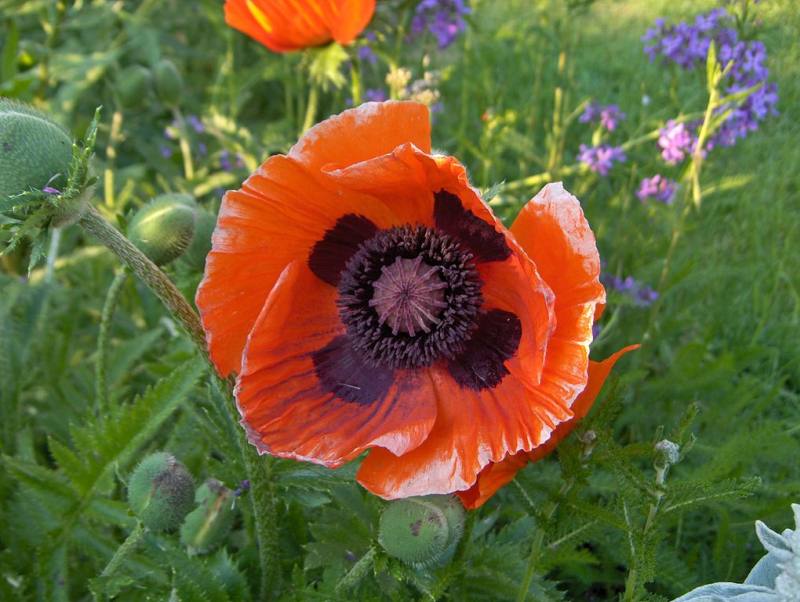 Oriental Poppy (Papaver orientale)