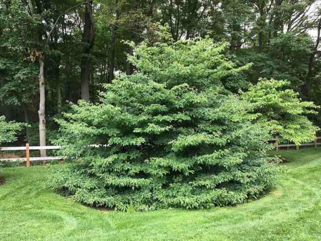 Pagoda Dogwood (Cornus alternifolia)