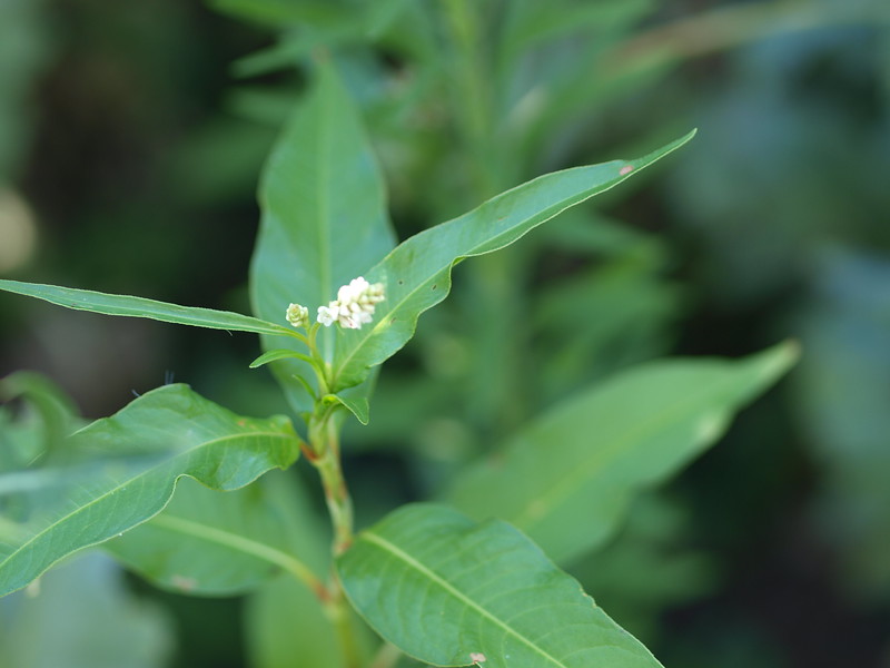 closeup of Pennsylvania smartweed