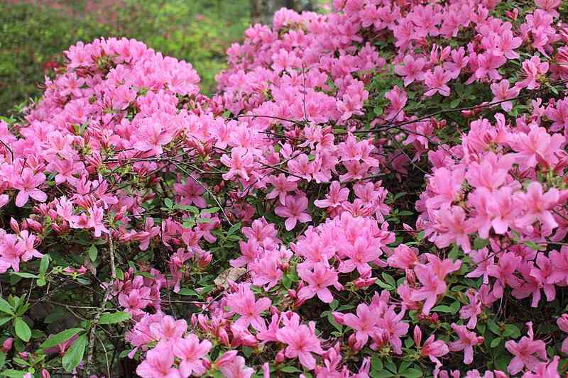 An azalea bush filled with pink flowers