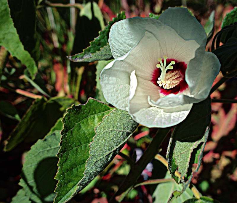 Rose Mallow (Hibiscus lasiocarpos)