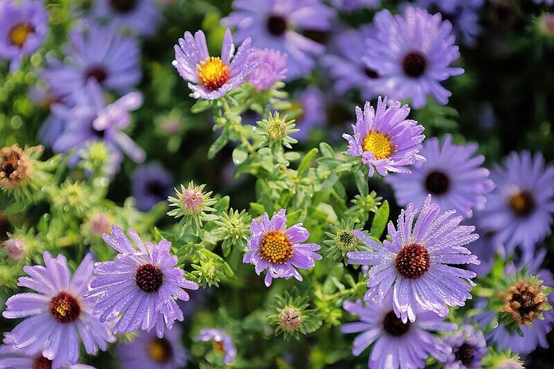 closeup of aromatic aster flowers