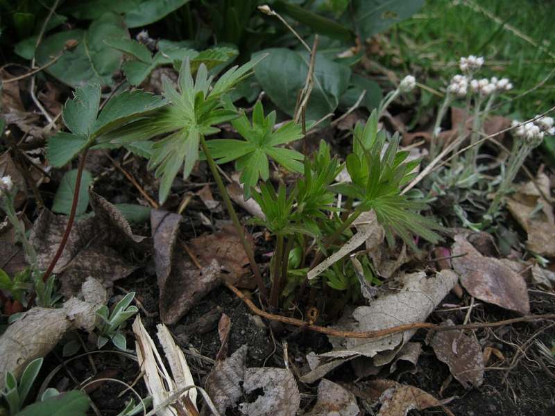 Tall Larkspur (Delphinium exaltatum)