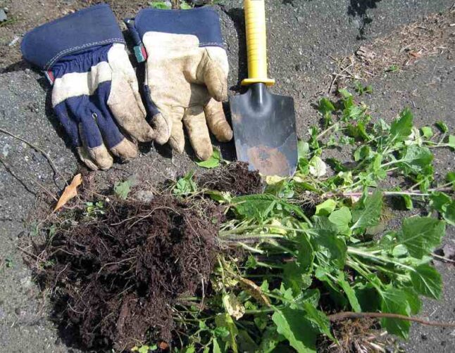 Gloves, weeding tool and weeds