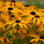 10 Best Native Plants for Louisiana