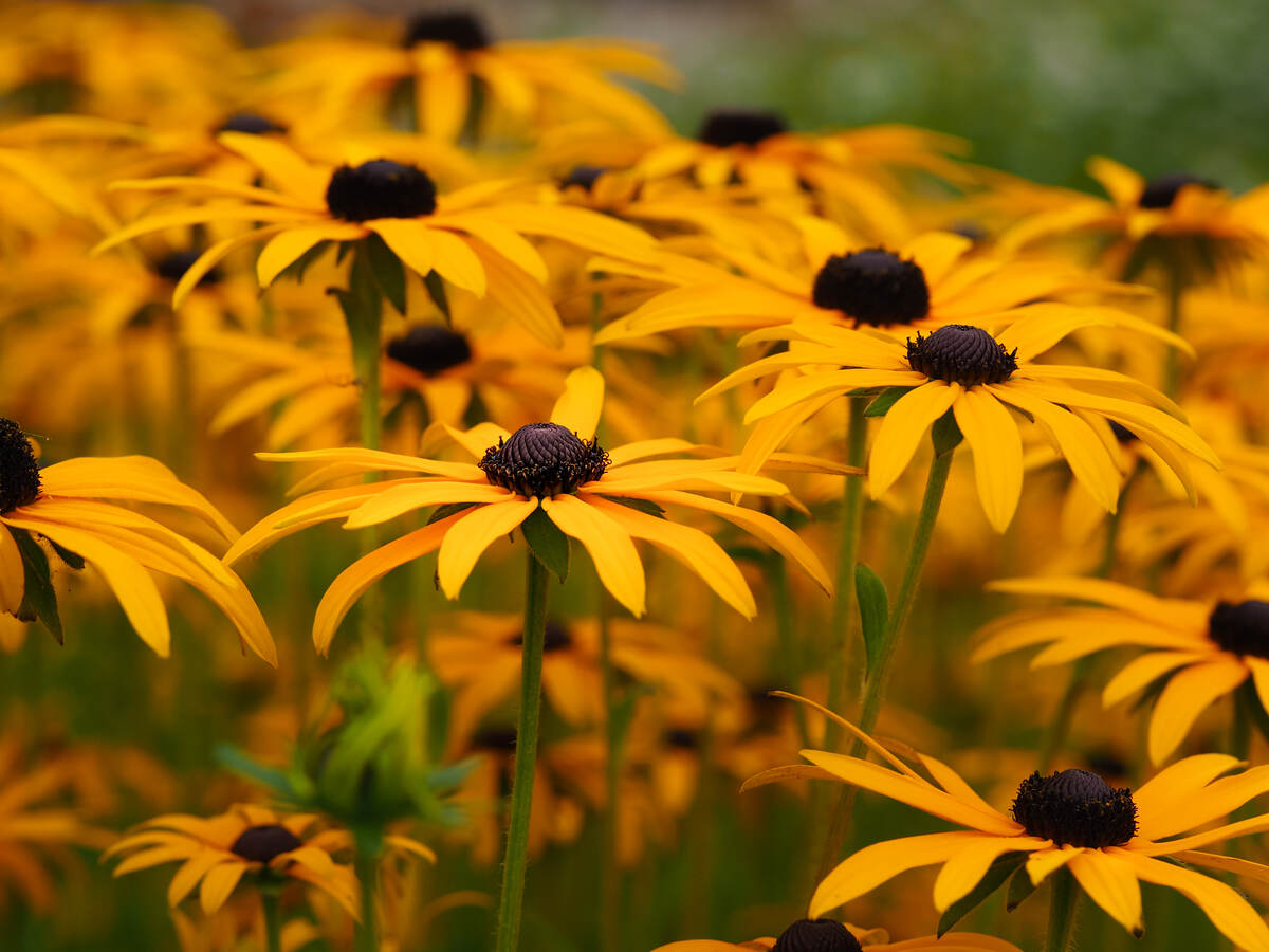 closeup of black-eyed Susan