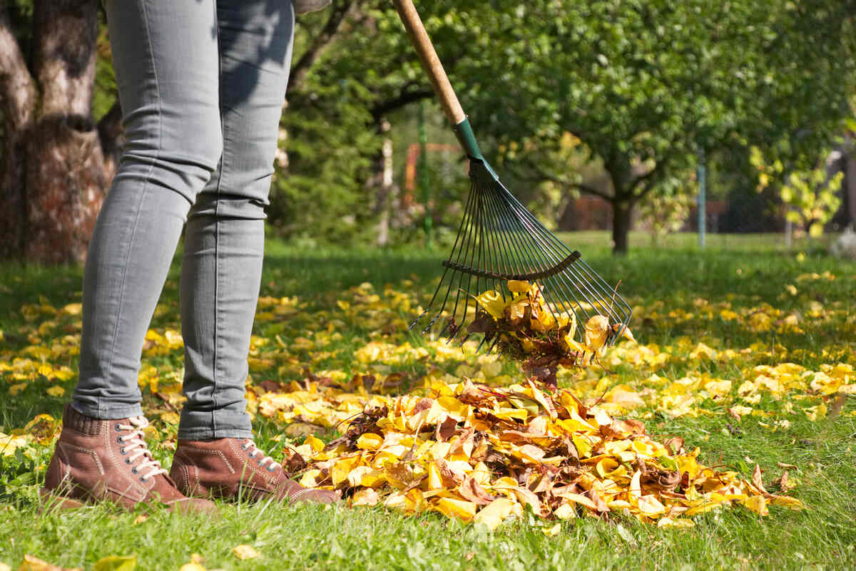 Gardener woman raking up autumn leaves in garden.