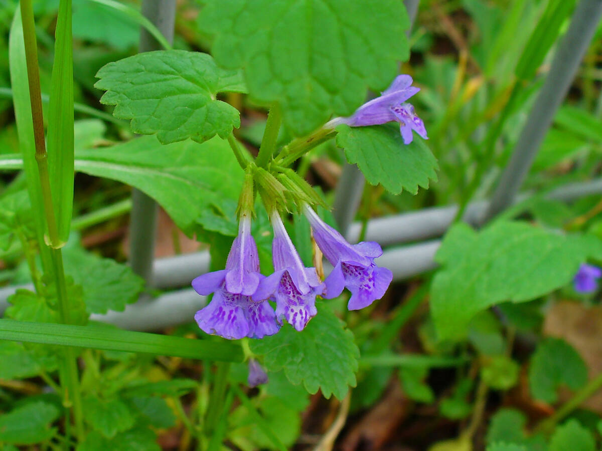 closeup of ground ivy plant