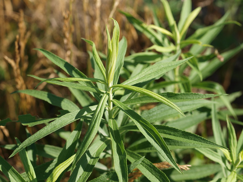 closeup of horseweed