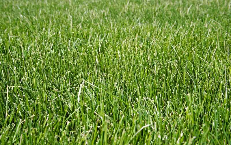 Red Fescue is said to be a low-maintenance ground cover. It is beneficial for erosion control and tends to attract wildlife to the lawn. 
