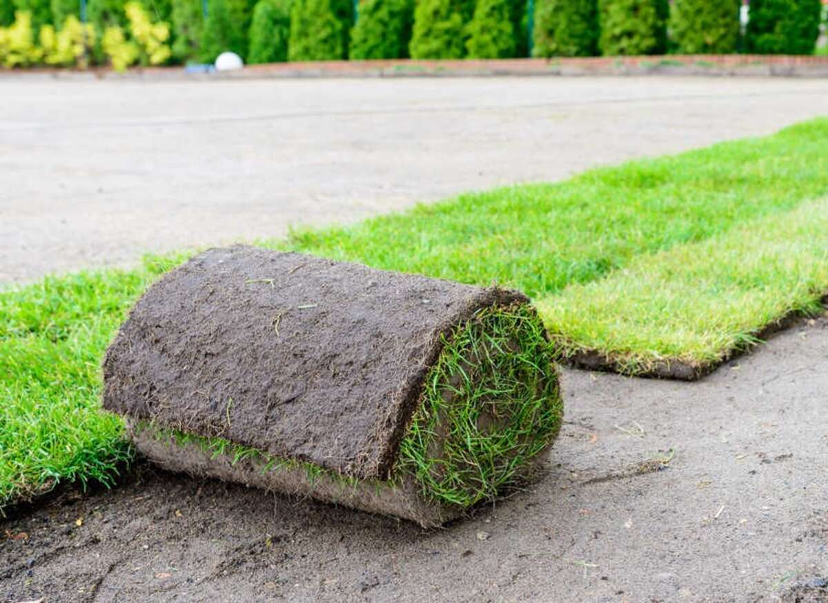 green grass in the garden - laying lawn from a roll - sod for new lawn