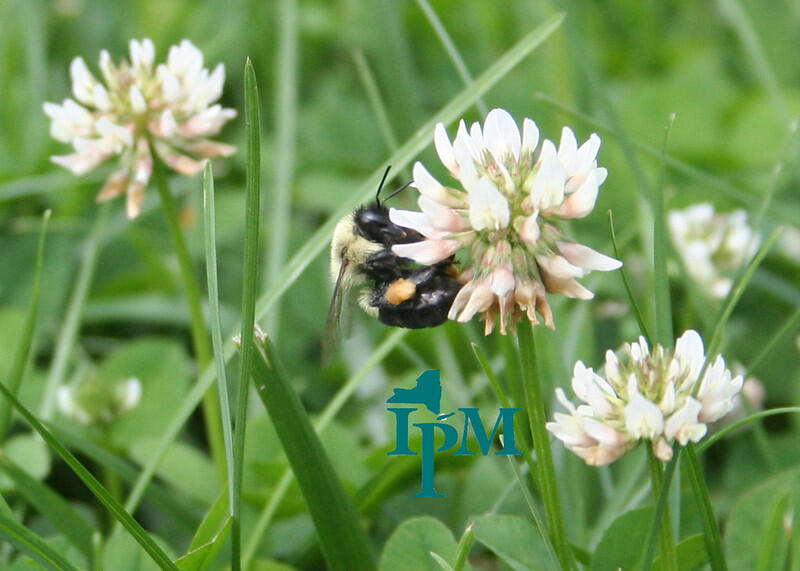 carpenter bee on a white clover