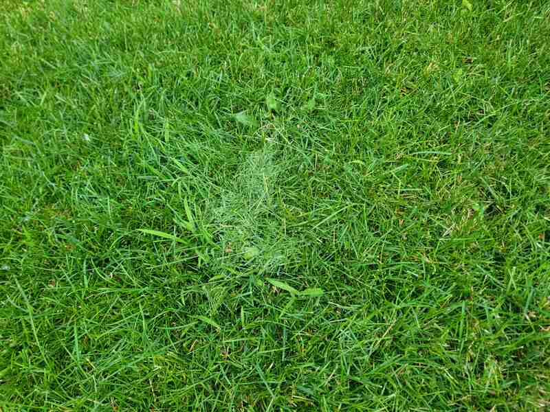 clump of mowed grass clippings in lawn