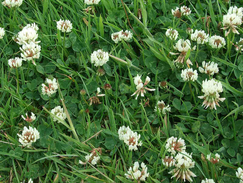 white clover