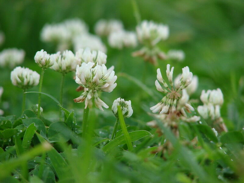 white clover