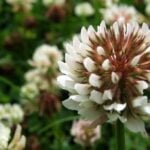 Is White Clover Invasive?