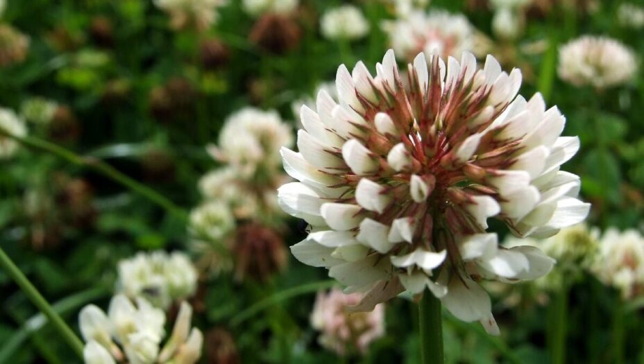 Is White Clover Invasive?