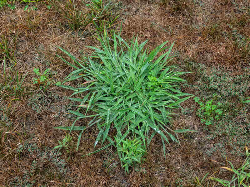 crabgrass weed in a lawn