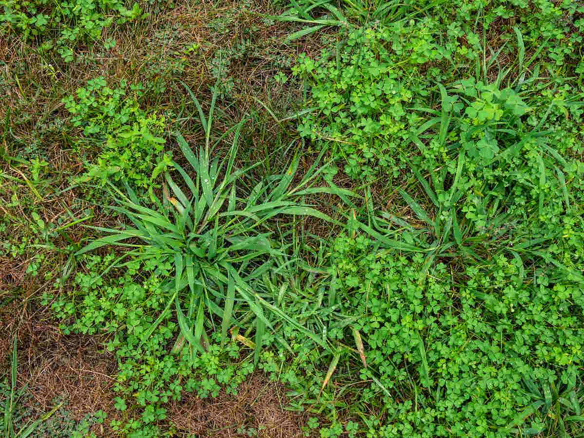 crabgrass and clover in a lawn