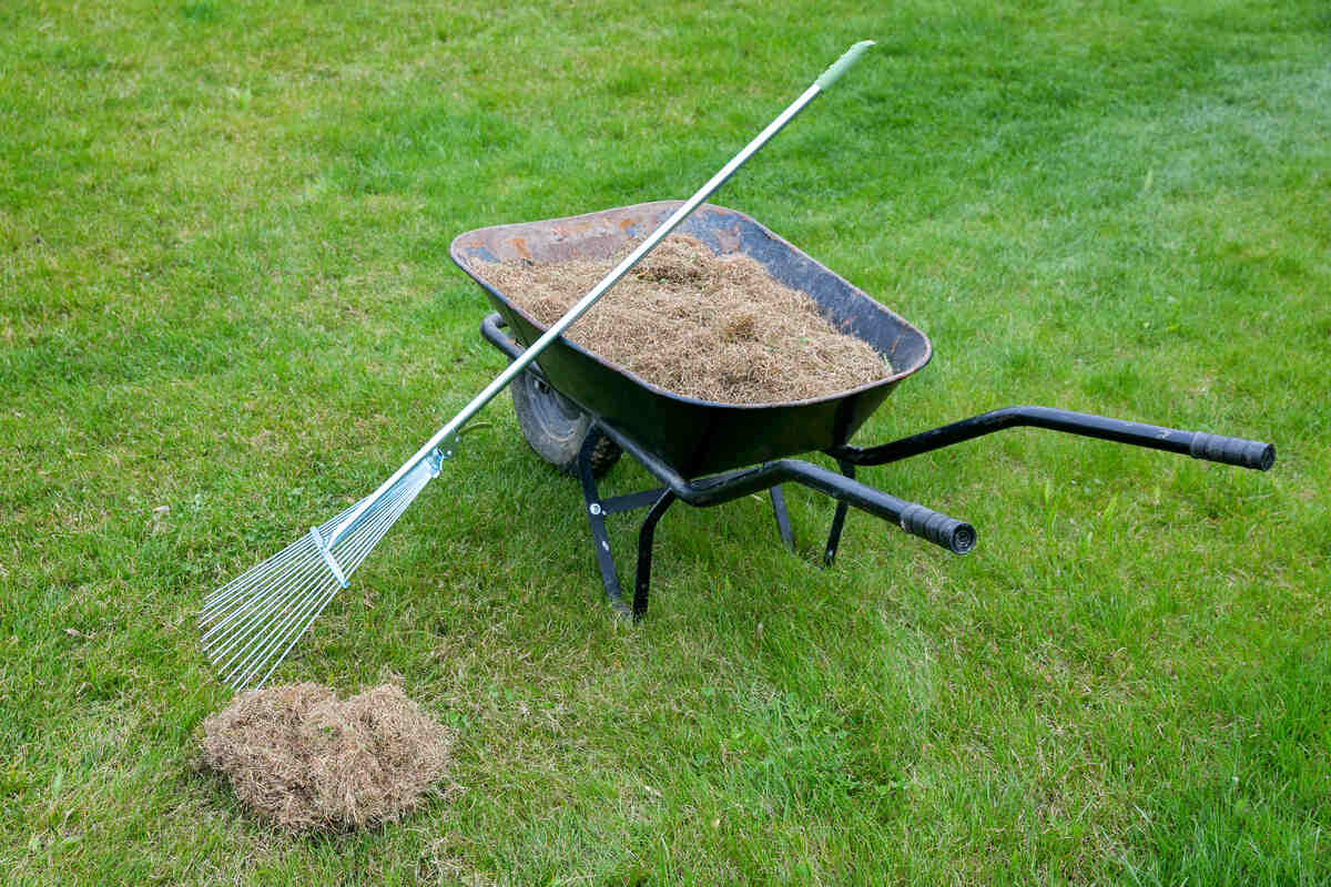 thatch being raked up off of a lawn and put into a wheelbarrow