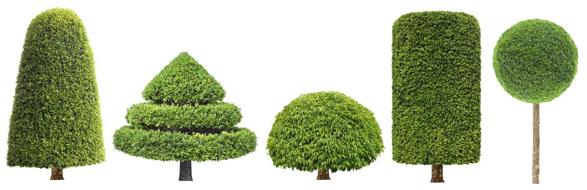 various tree shapes on a white background