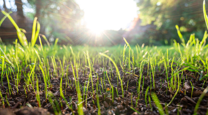 new grass being seen from eye-level