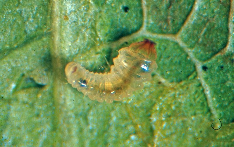 Aspen Serpentine Leafminer Moth larva (Phyllocnistis populiella)