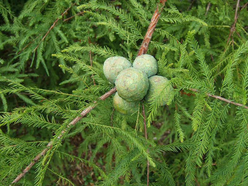 A closeup of a bald cypress plant with green needles