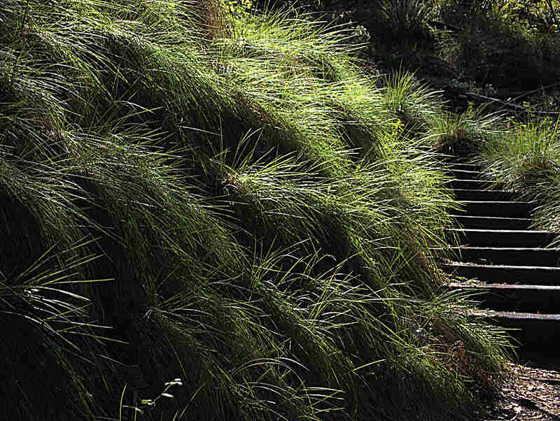 California fescue next to some stairs