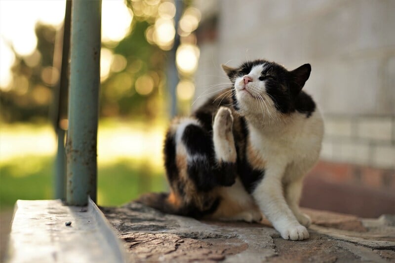 Cat scratching
