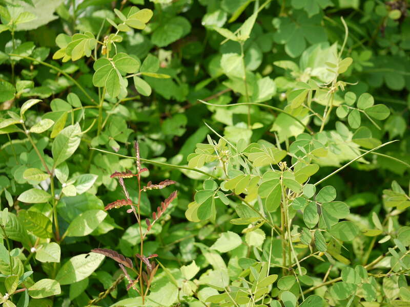 closeup of a Chamberbitter plant