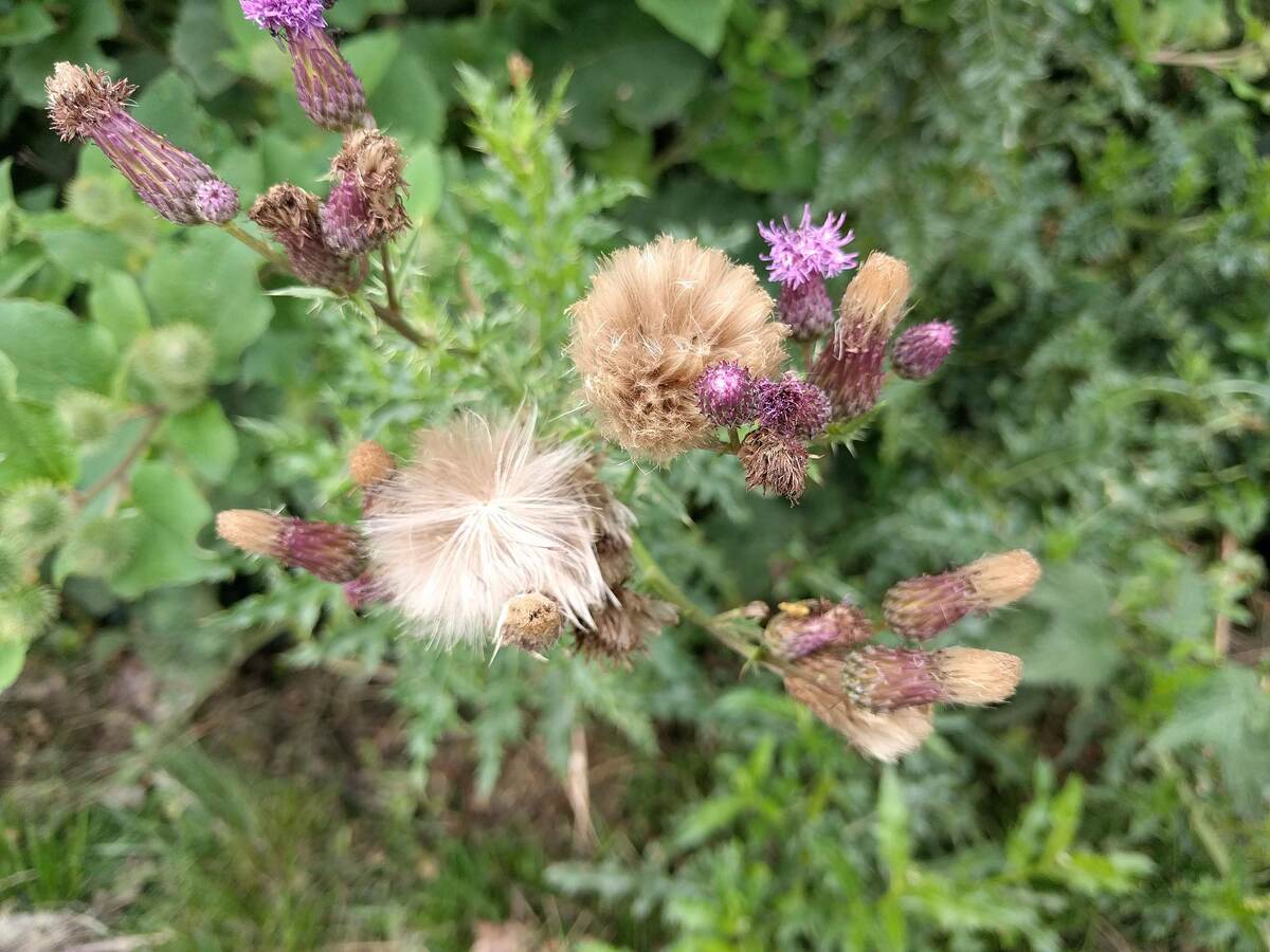 closeup of canada thistle plant