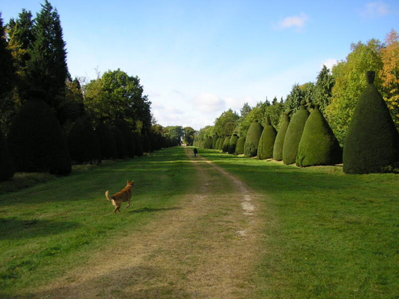 Pyramidal yew trees on a lawn with a dog running by