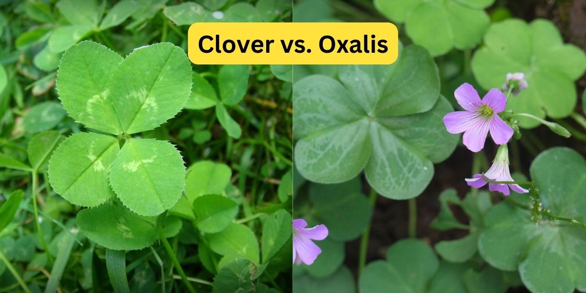 Image portraying clover vs oxalis