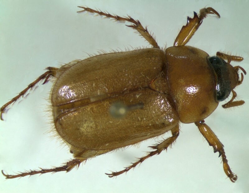 closeup of Cyclocephala borealis