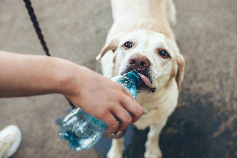 Dog drinking water