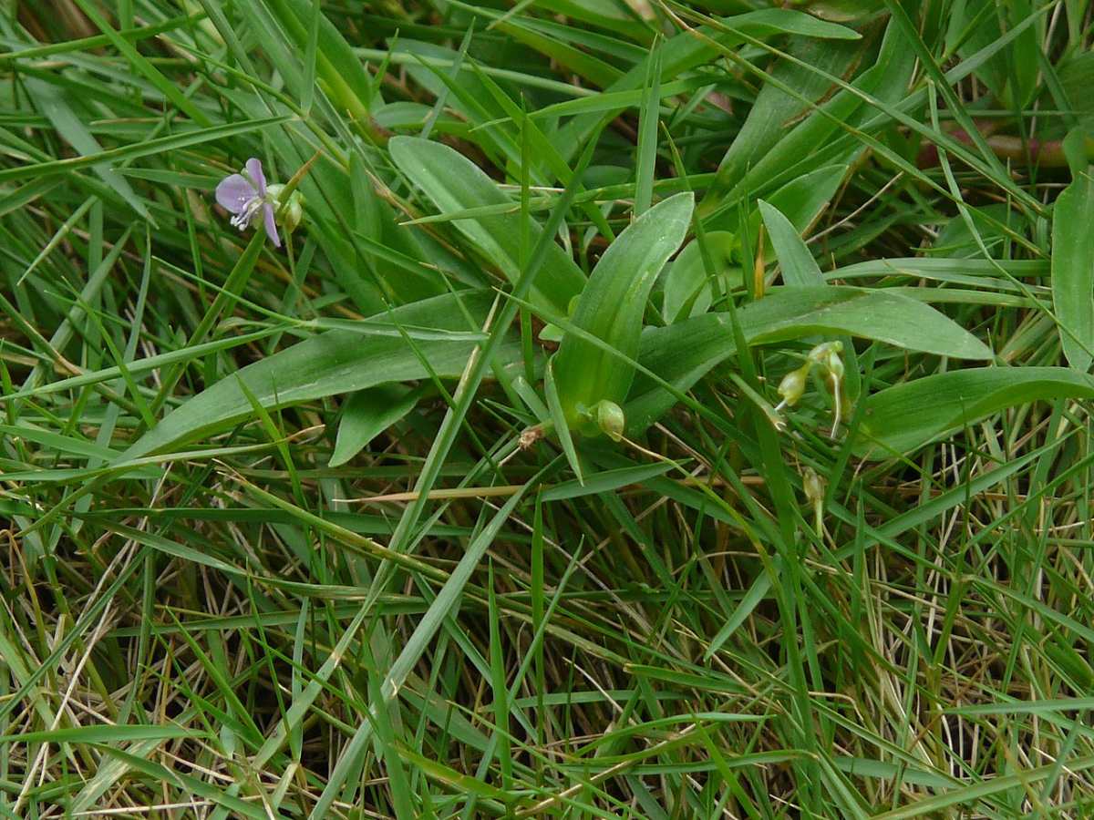 Doveweed