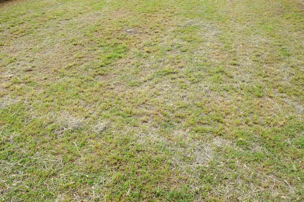 Dry lawn