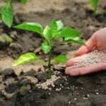 What Is Slow-Release Fertilizer For the Lawn?