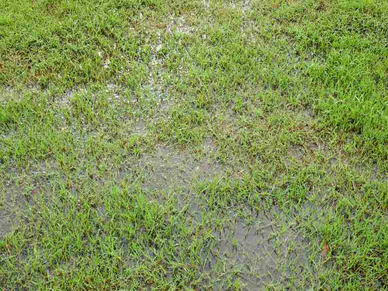 Flooded lawn