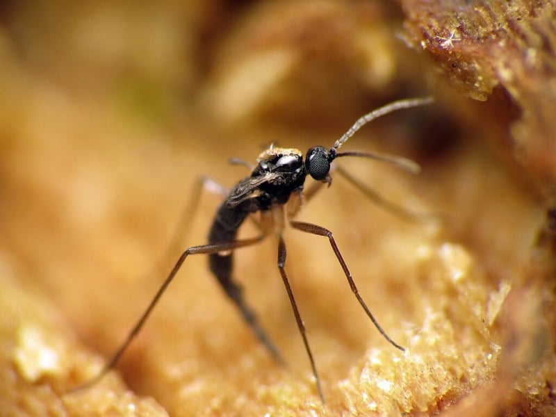 Fungus gnat