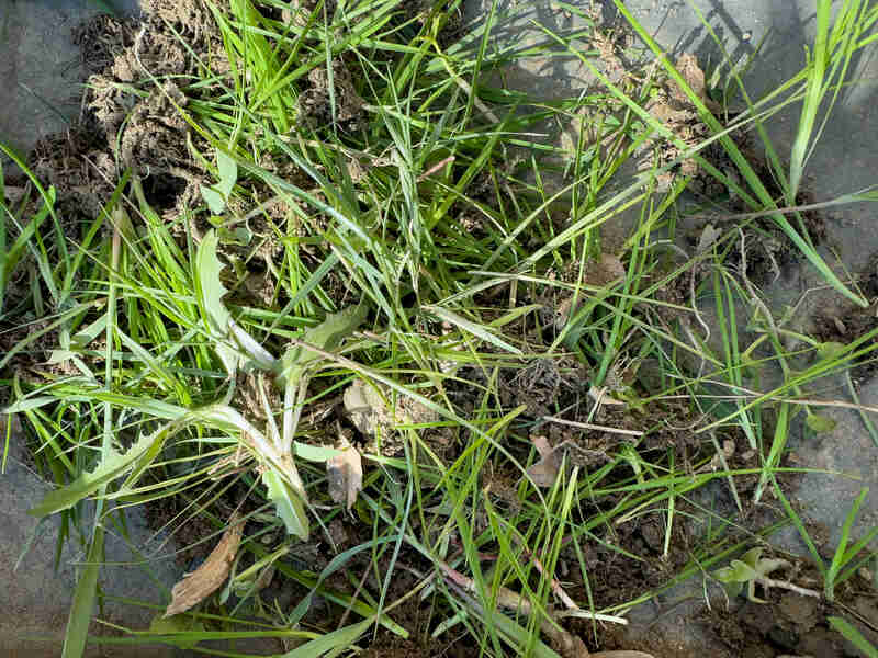 Garden weeds removed and piled up