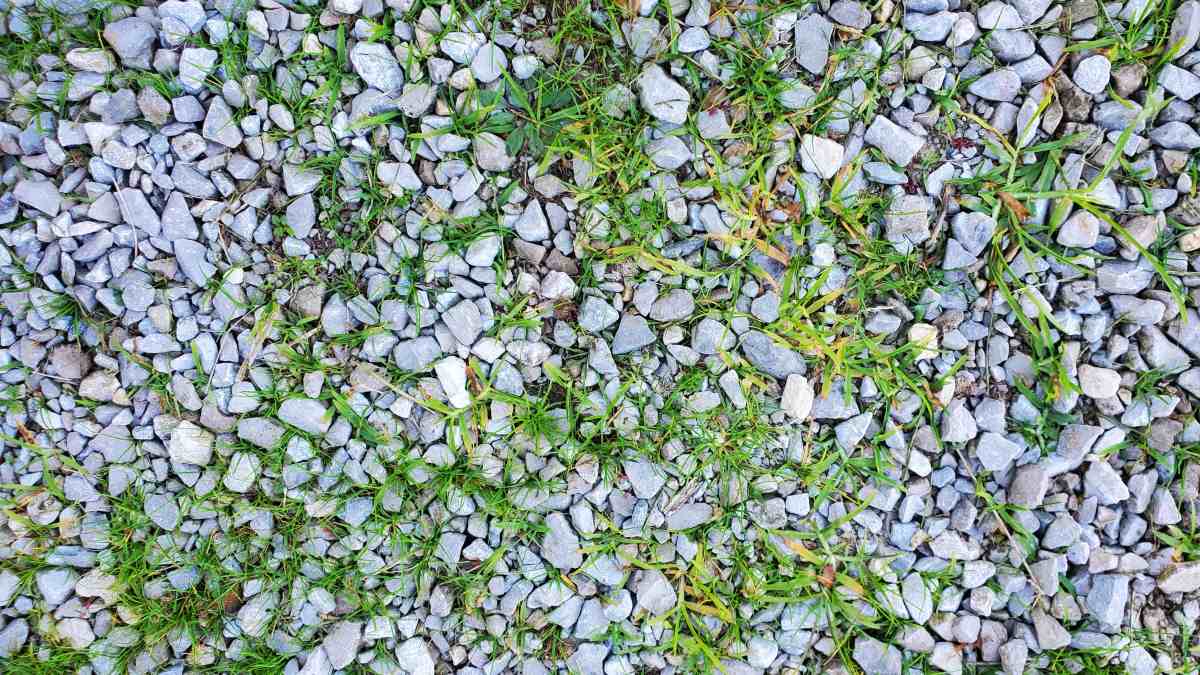 Grass and weeds background growing through gravel