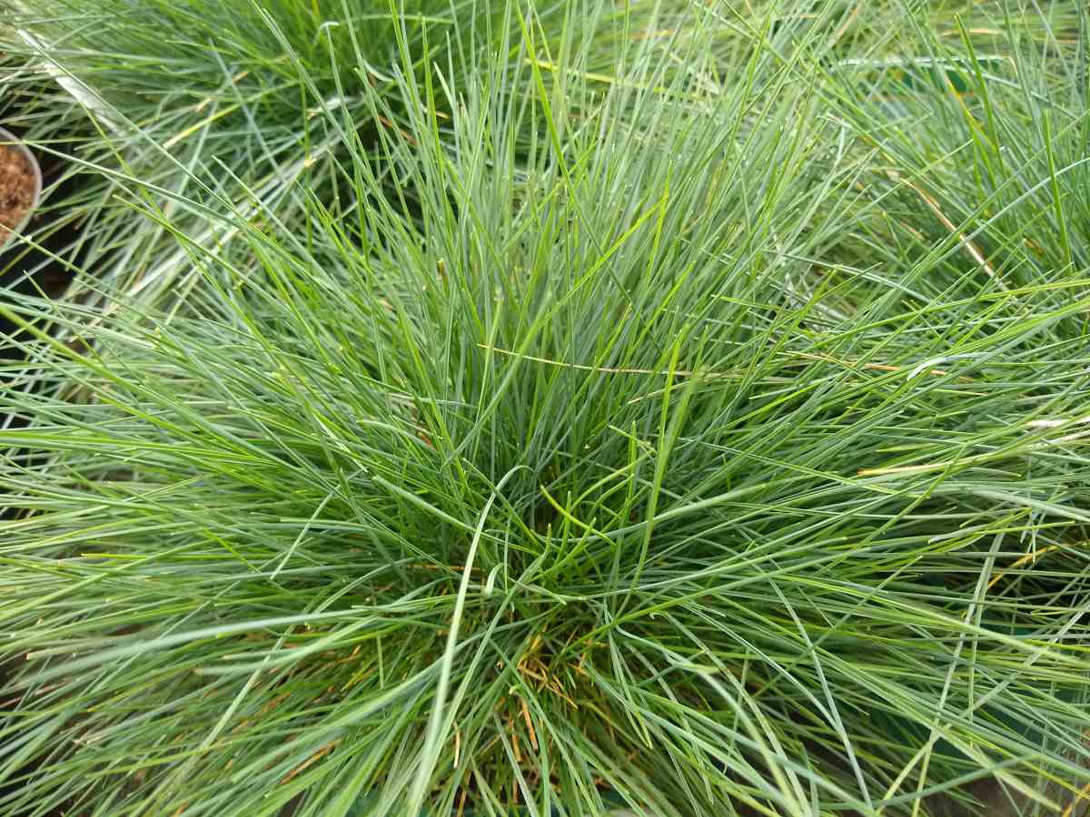 Grass clumps