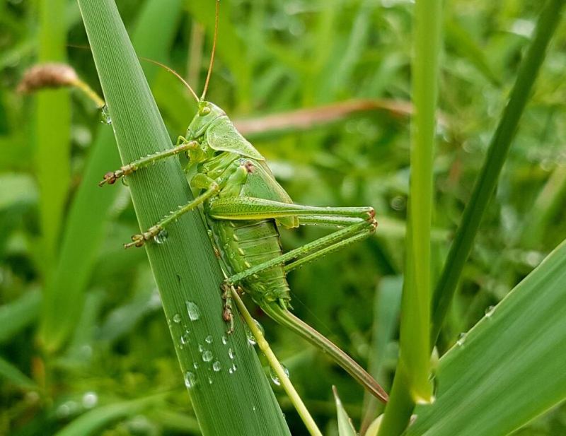 Grasshopper on green grass