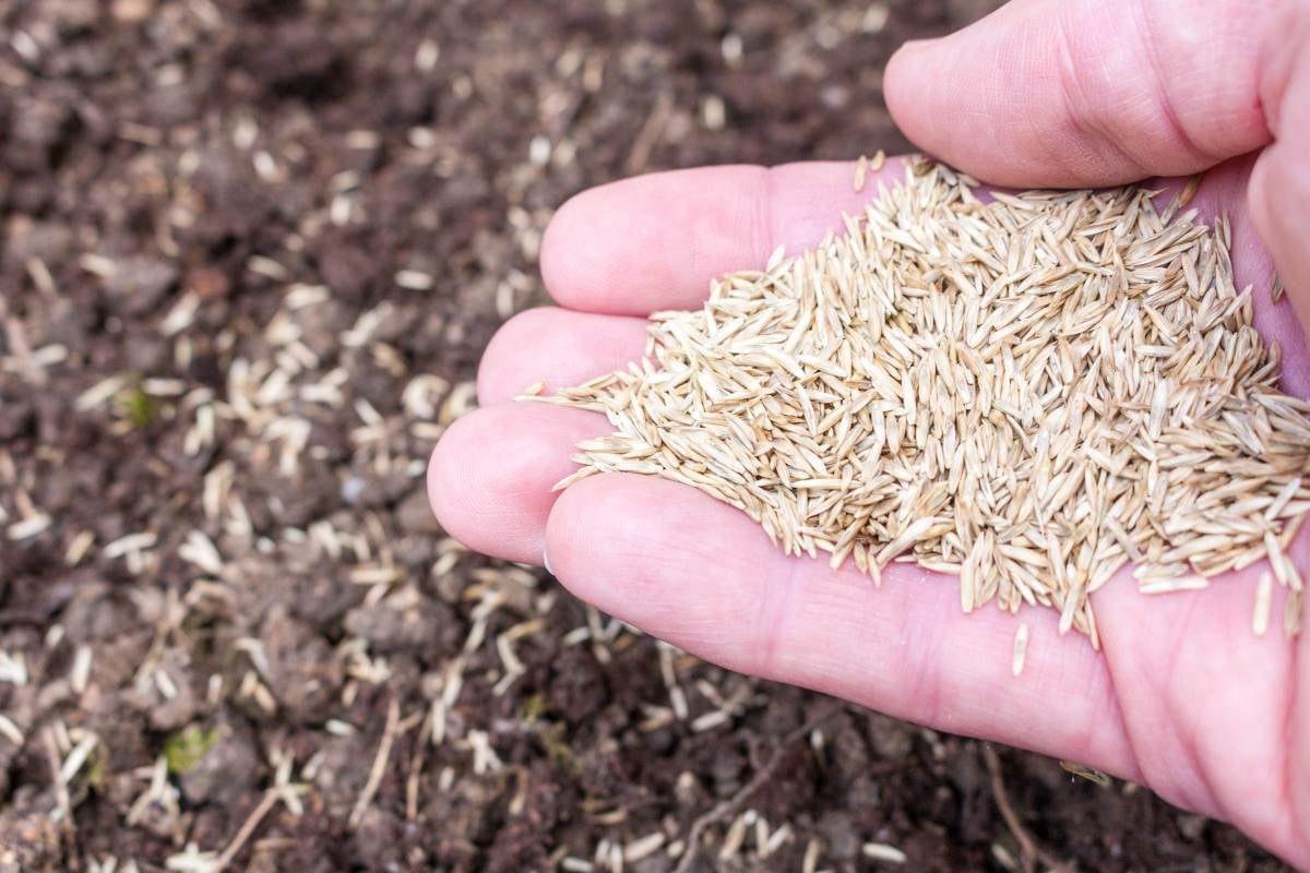 A hand sowing grass seed in freshly dug soil