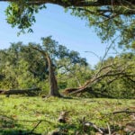 11 Hurricane-Resistant Landscaping Ideas for Louisiana