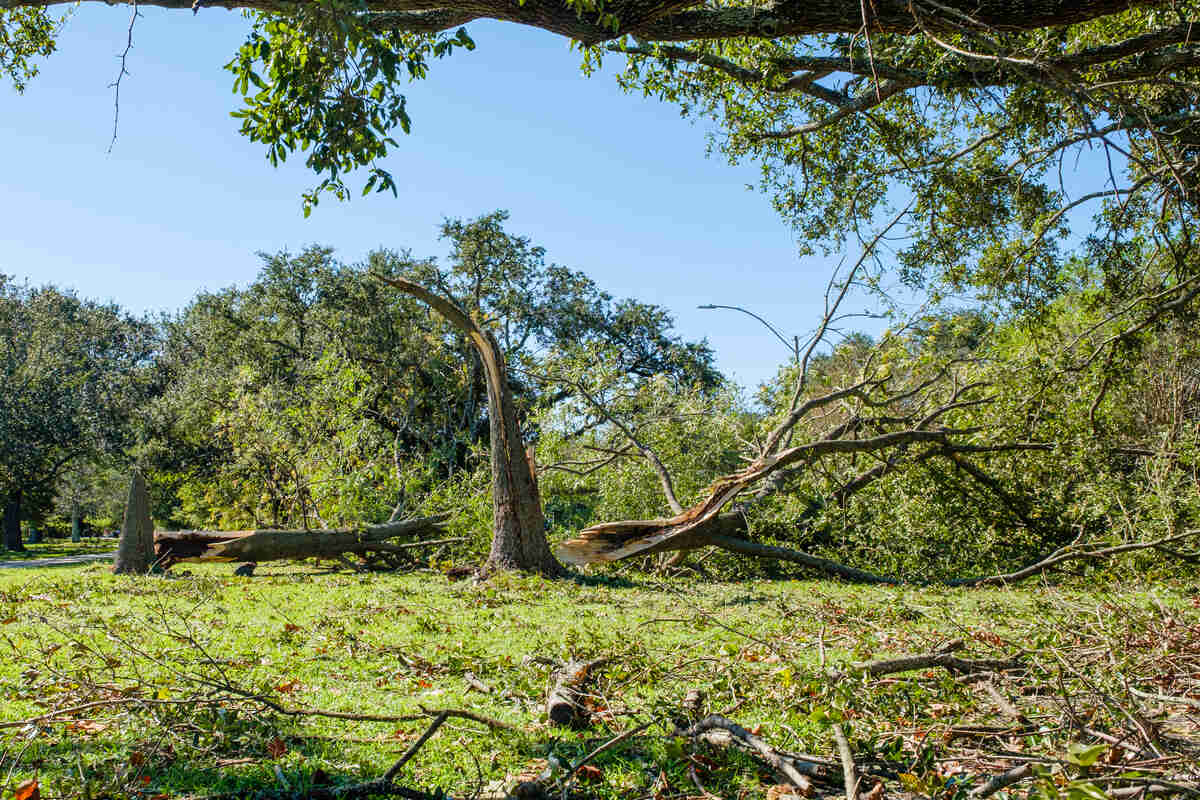 Fallen and split trees in New Orleans, Louisiana after a hurricane